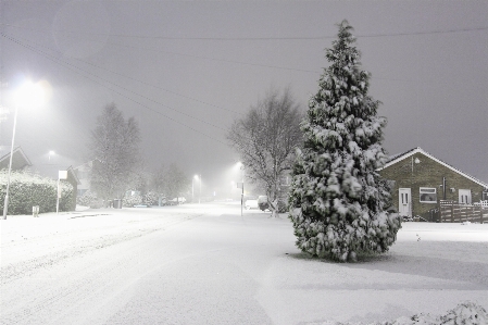 Tree snow cold winter Photo