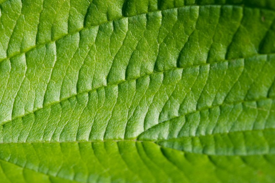 Drzewo natura oddział struktura