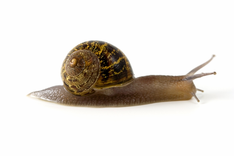 Animale conchiglia invertebrato mollusco
