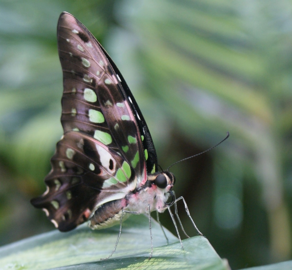 Naturaleza ala flor insecto