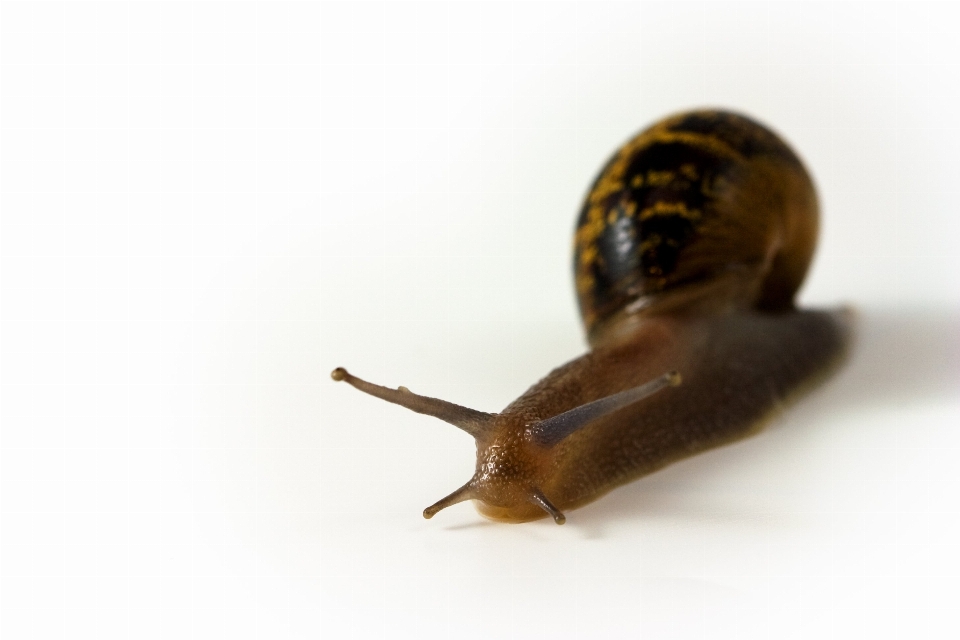 动物 野生动物 昆虫 生物学