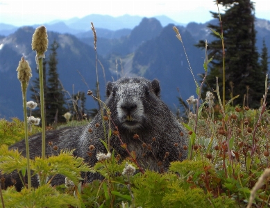 Wilderness mountain flower animal Photo