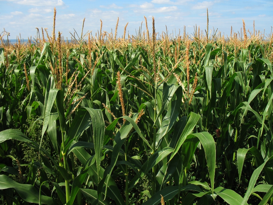 Plant field farm prairie