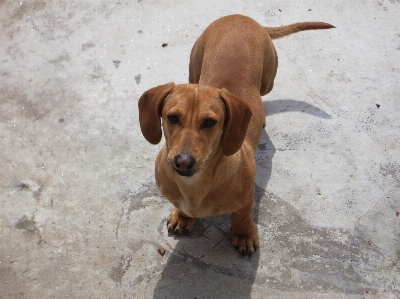 Welpe hund eckzahn
 bellen Foto