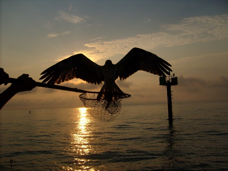 Meer silhouette vogel flügel