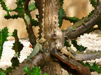 Beach tree nature branch Photo