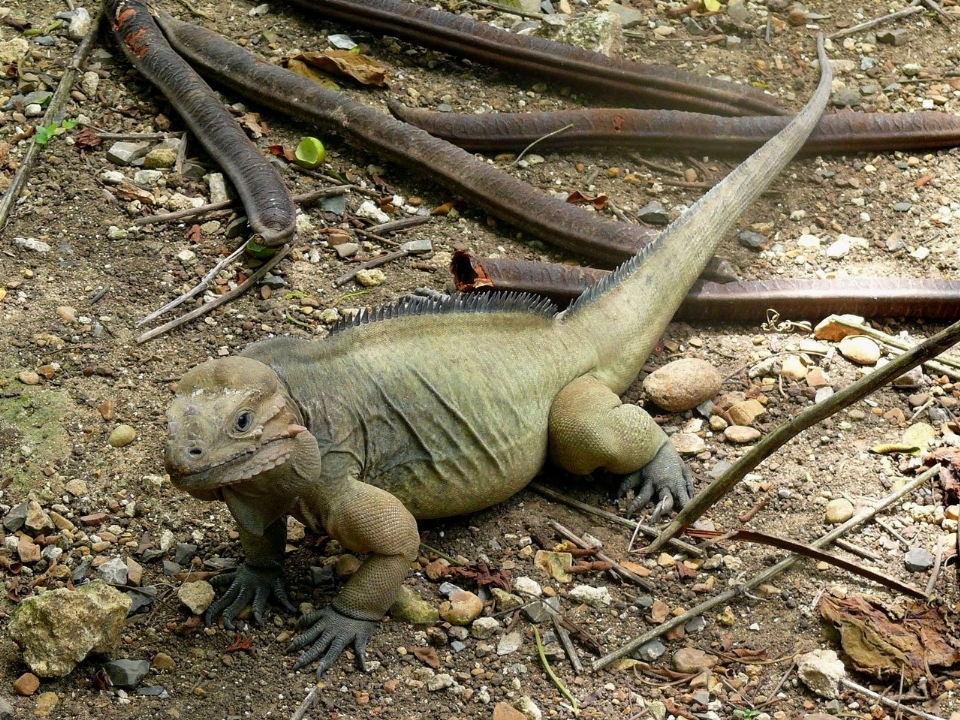 Pantai alam satwa negara