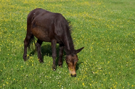 Grass field farm lawn Photo