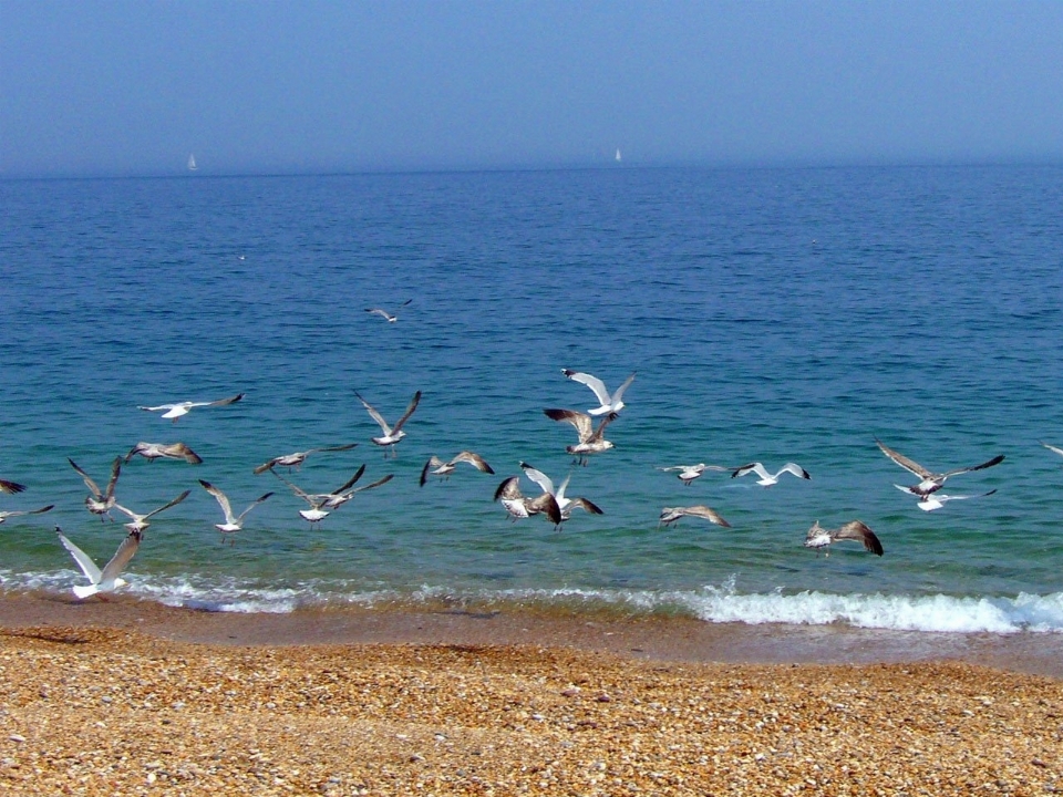 Plaża morze wybrzeże natura