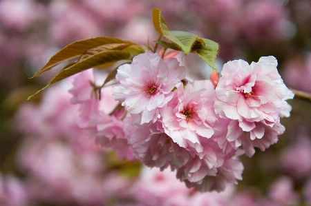 Tree branch blossom plant Photo