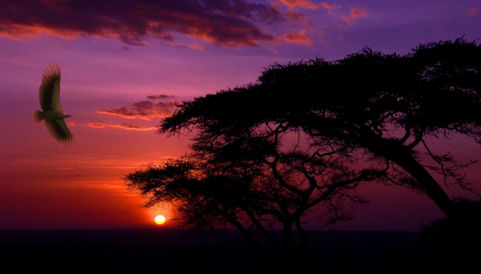 Paysage arbre nuage ciel