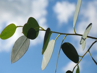 Tree nature grass branch Photo