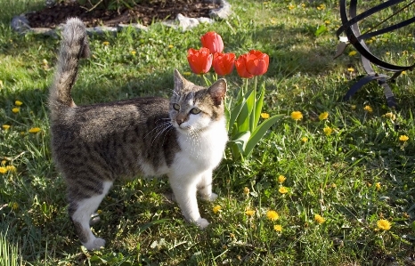 Nature grass sweet flower Photo