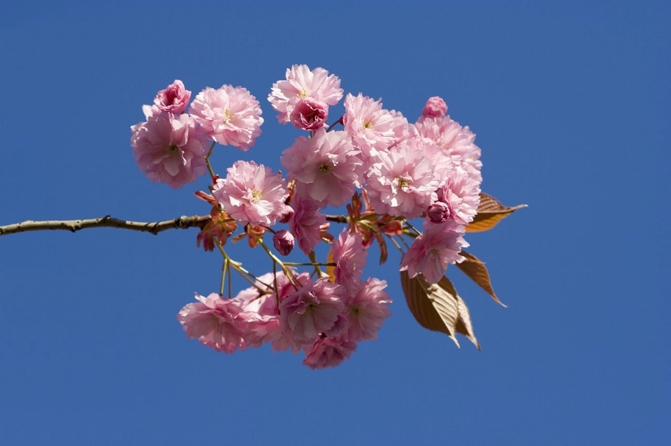 Albero ramo fiore pianta