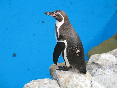 Foto Acqua uccello animale becco