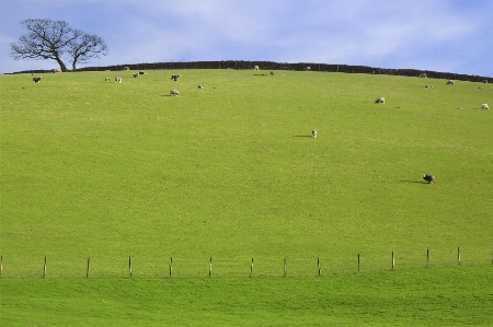 Landscape tree grass horizon Photo