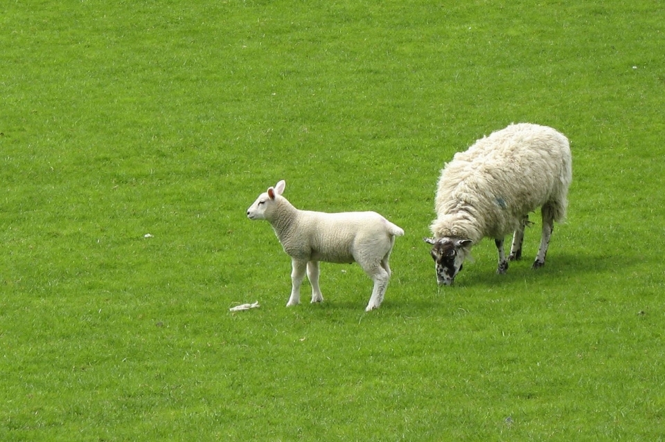 Grass field meadow herd