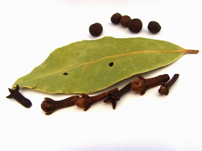 Branch plant leaf produce Photo