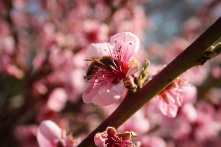 Nature branch blossom plant Photo