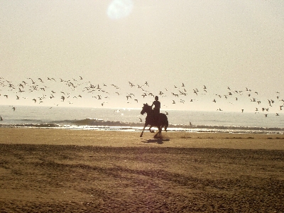 Beach sea coast sand Photo