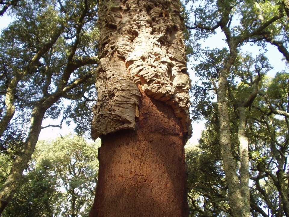 Baum anlage holz stamm