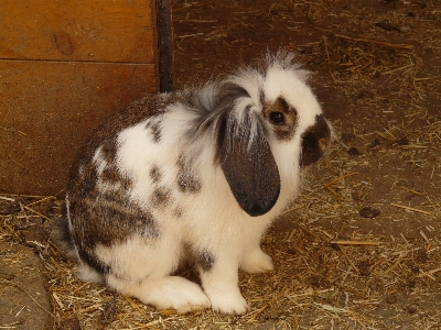 Animal mammal fauna rabbit Photo