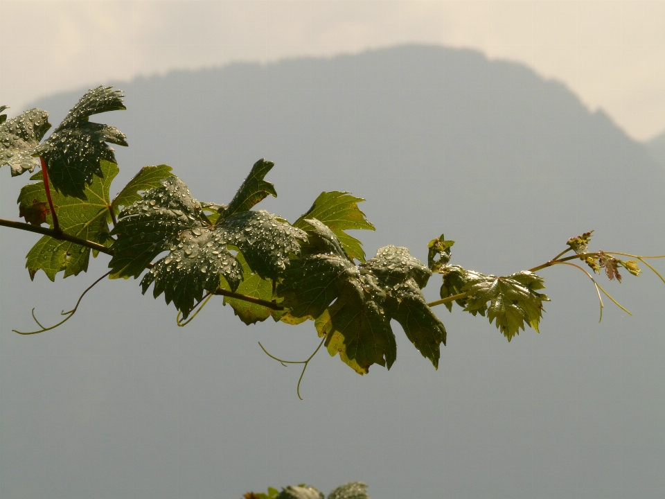 árvore natureza filial florescer