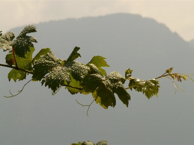 Tree nature branch blossom Photo