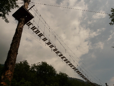 Tree bridge tower mast Photo