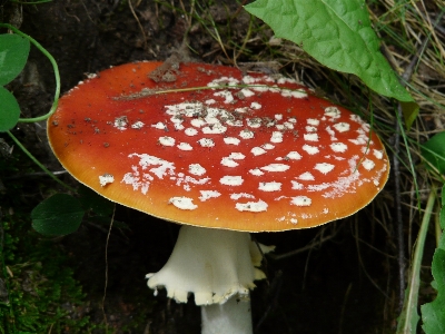 自然 植物 贈り物 赤 写真