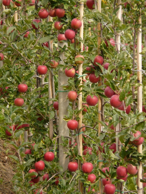 Apple doğa bitki meyve