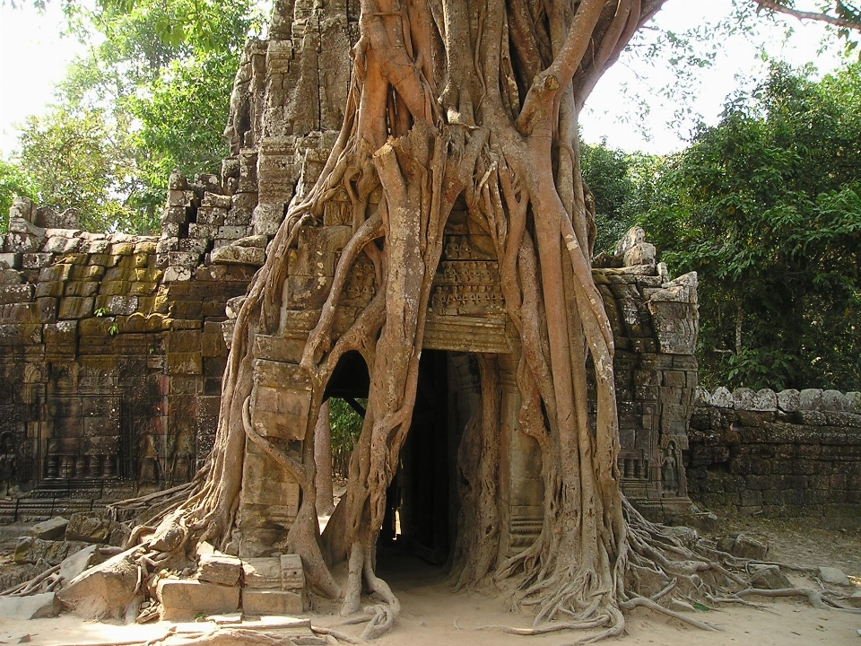 árbol rock madera descuidado
