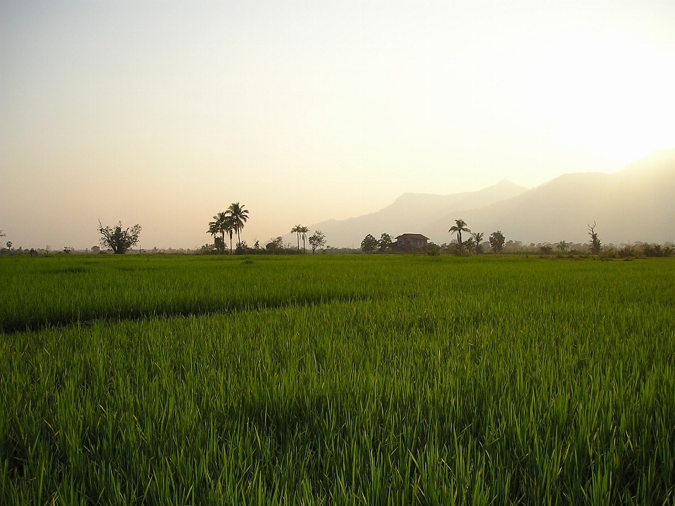 Landscape nature grass horizon