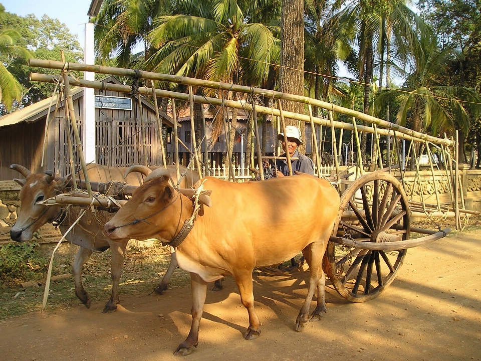 Cultiver chariot vacances transport