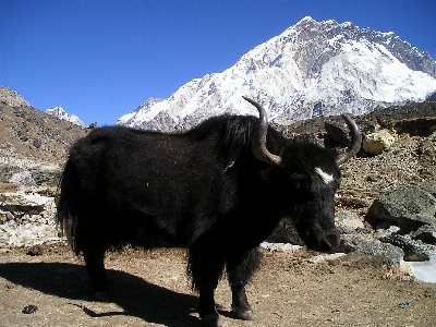 Mountain range transport bear Photo