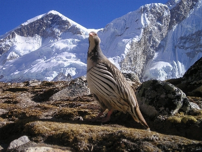 Wilderness mountain bird range Photo