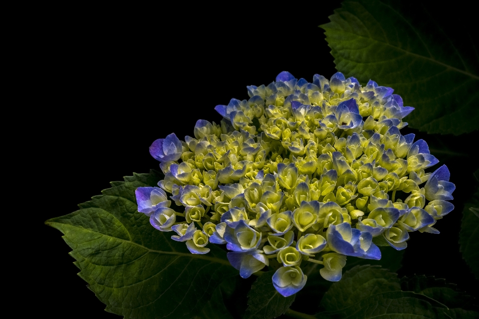 Natur blüte anlage blume