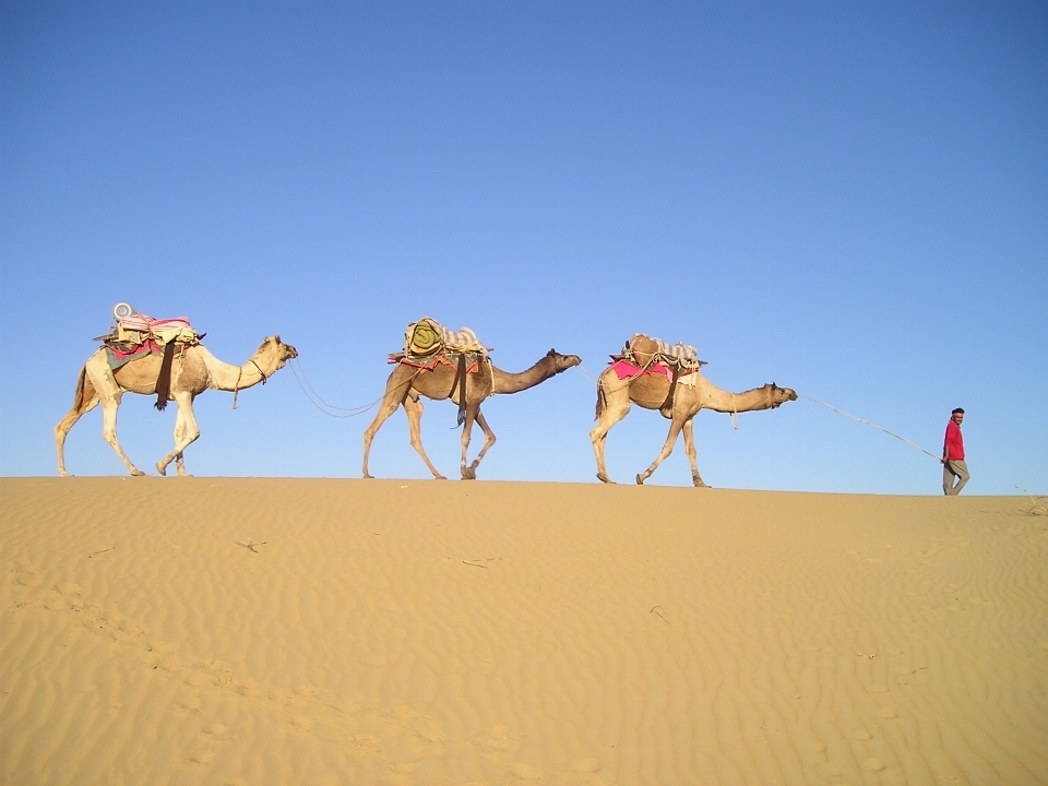 Landscape sand desert camel