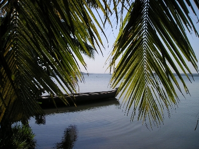 Tree water nature branch Photo