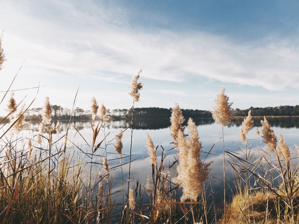 Landschaft baum wasser natur