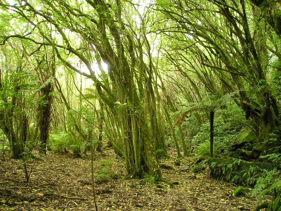 Arbre nature forêt usine