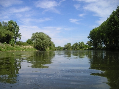 Tree water nature marsh Photo