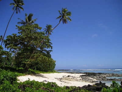 Beach sea coast tree Photo