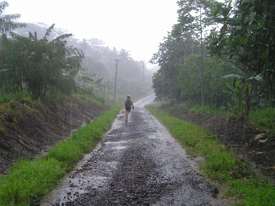 Wald schiene straße pfad