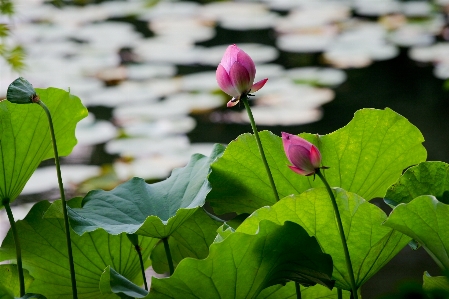 Foto Agua naturaleza florecer planta