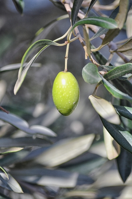 Baum zweig anlage frucht