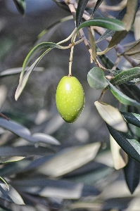 Foto árbol rama planta fruta