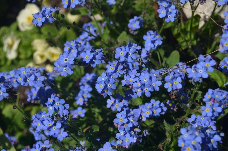 自然 花 植物 春