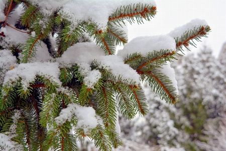 Tree branch snow cold Photo