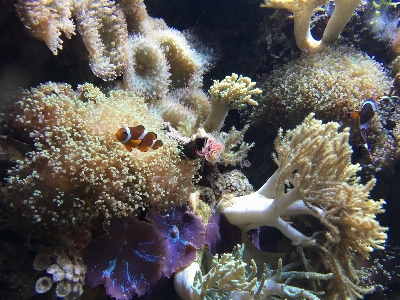 Underwater tropical biology fish Photo